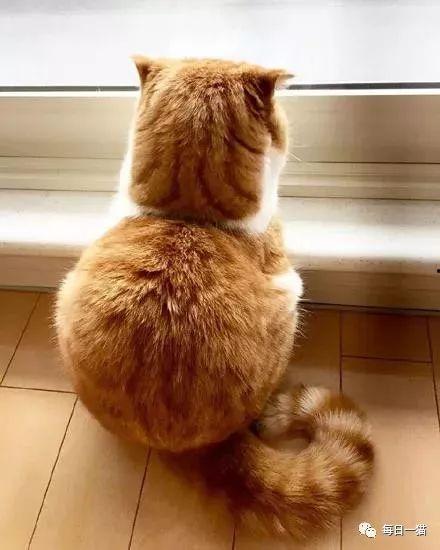 猫咪吃瓜背影图片,背影成萌宠焦点  第2张